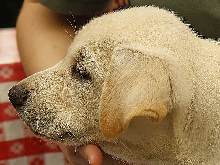 chinook puppy